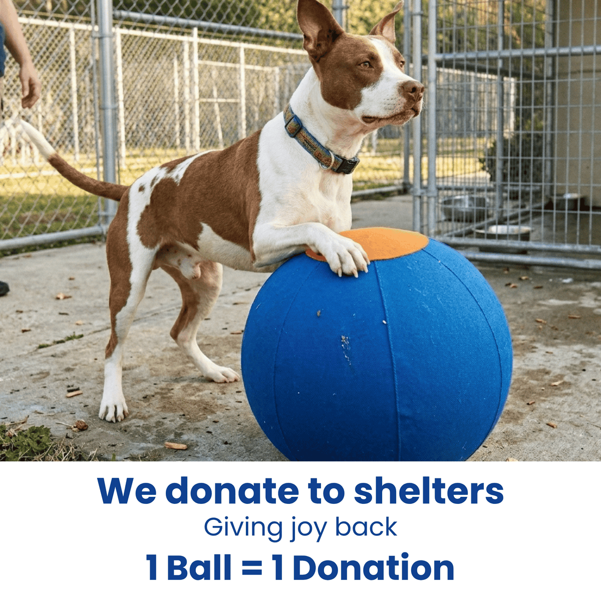 Herding Ball for High Energy Dogs