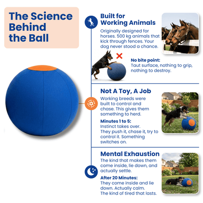 Herding Ball for High Energy Dogs